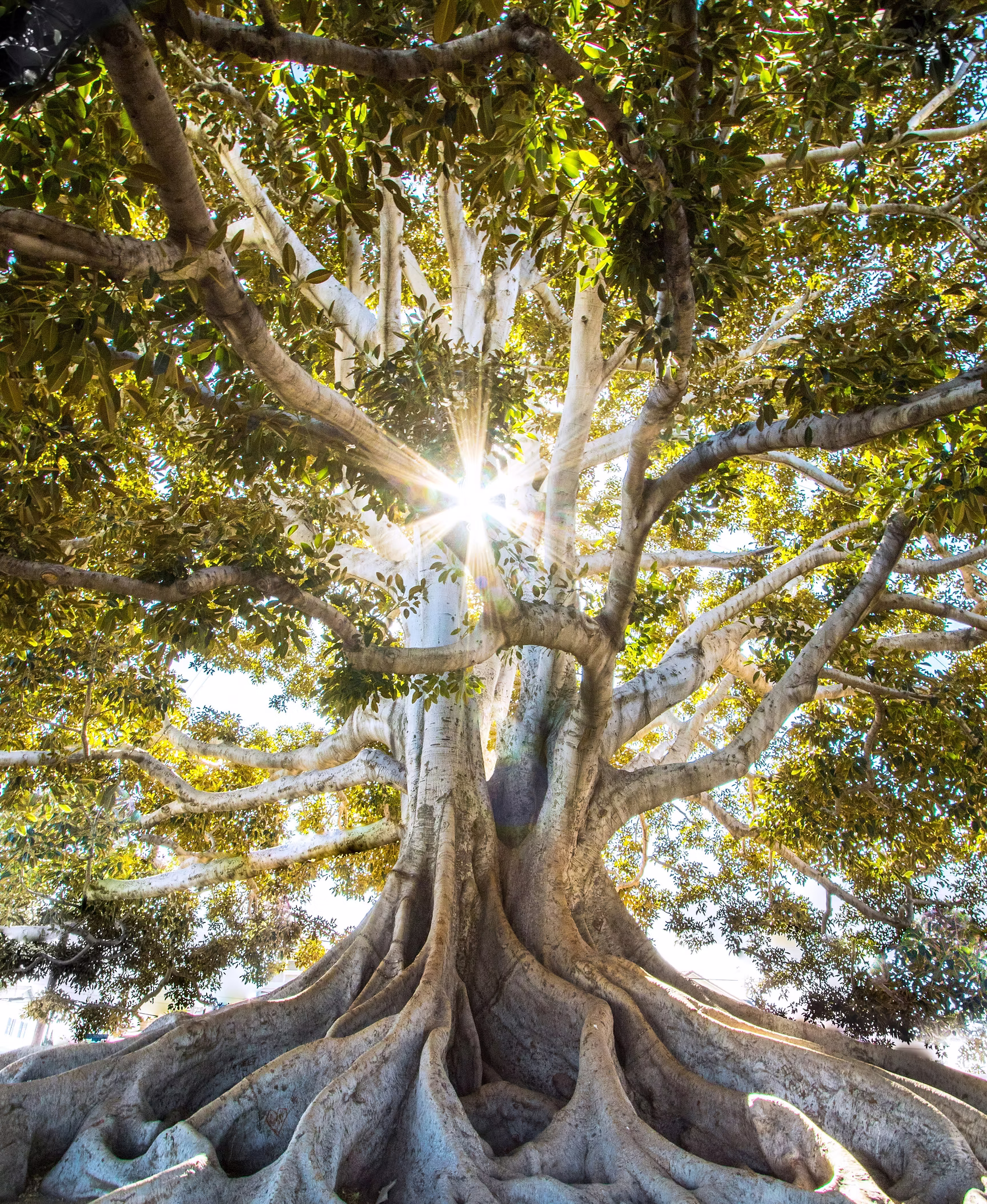 Sunlight filtering through forest trees